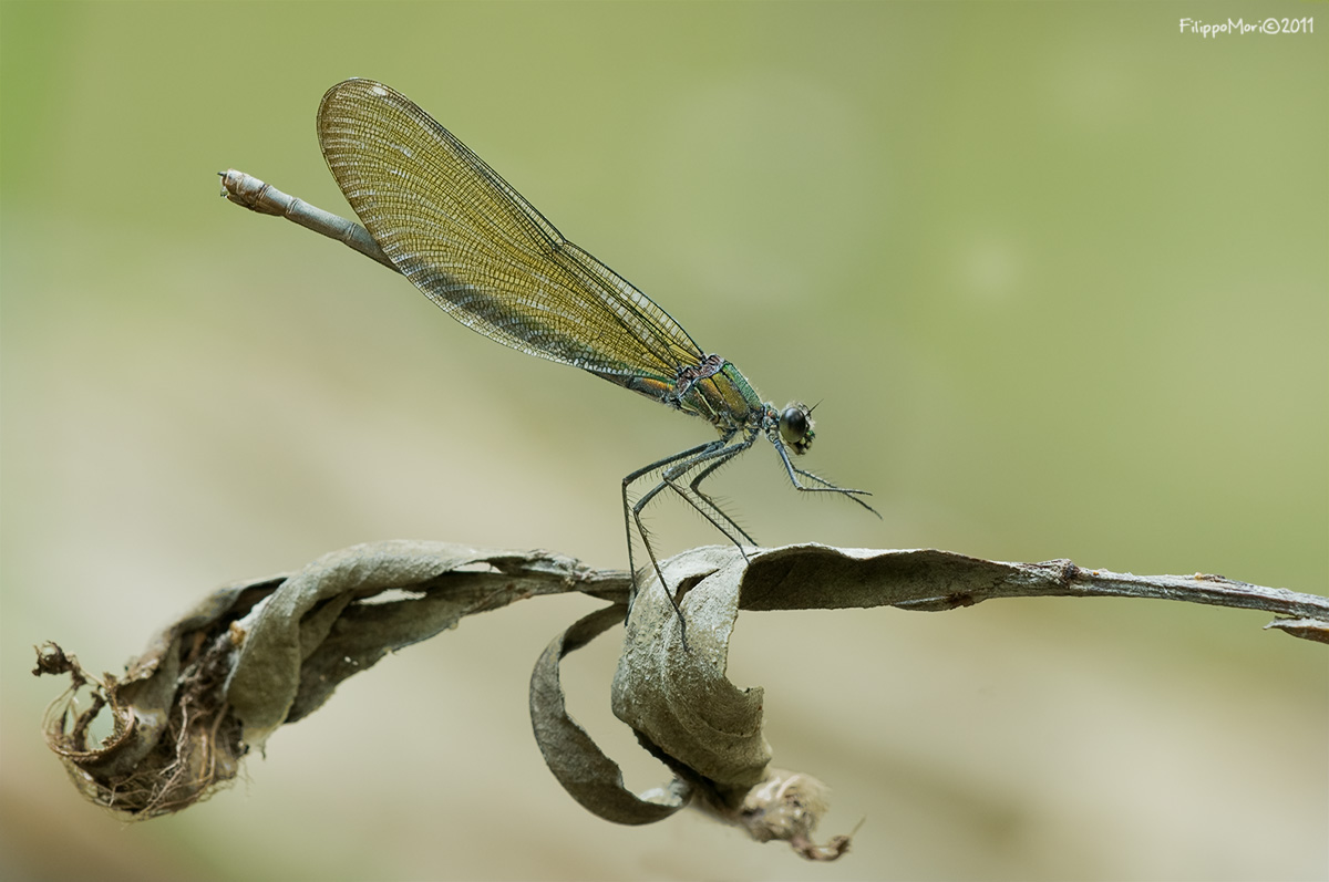 Calopteryx sconosciuta..